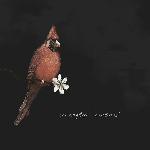 In Angles - Cardinal (2022)