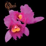 Opeth - Orchid (1995)